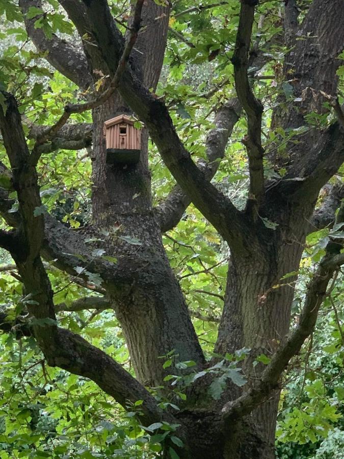 Starry Meadow & Rescued Animal Experiences Villa Great Yarmouth Exteriör bild