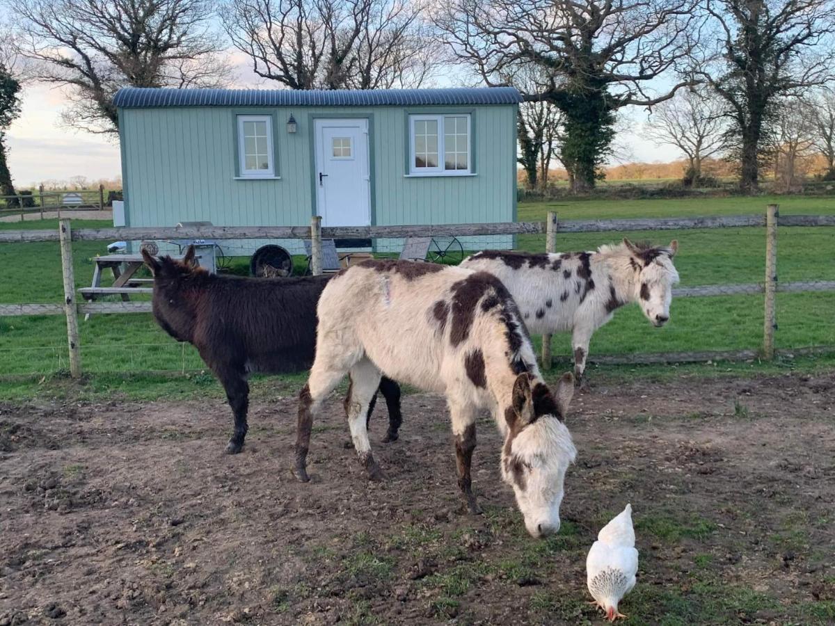 Starry Meadow & Rescued Animal Experiences Villa Great Yarmouth Exteriör bild