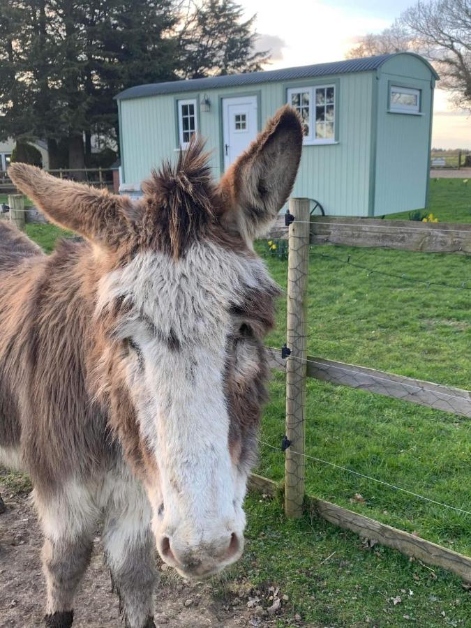 Starry Meadow & Rescued Animal Experiences Villa Great Yarmouth Exteriör bild