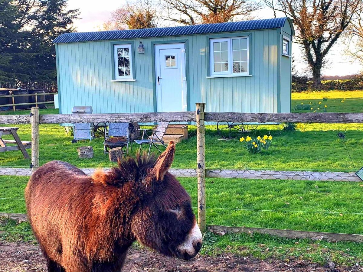 Starry Meadow & Rescued Animal Experiences Villa Great Yarmouth Exteriör bild